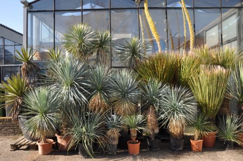Yucca-rostrata-elata-carnerosana-thompsoniana-desert-plants