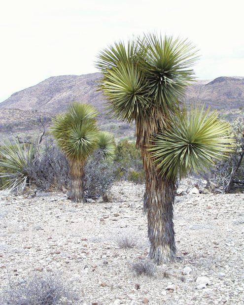 yucca-thompsoniana-west-texas-marathon-basin