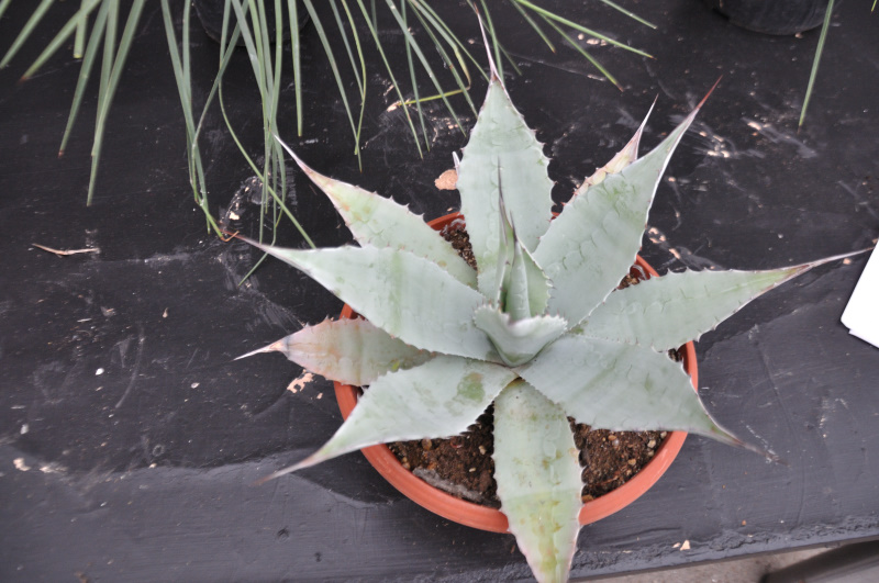 Agave ovatifolia 8, 40 cm diameter